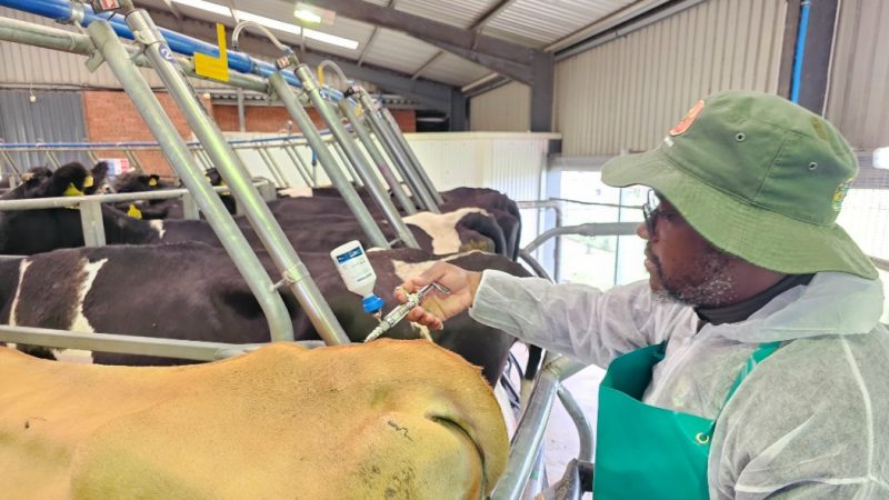 Agriculture: Over 3,000 Livestock Vaccinated to Curtail Lung Disease in Jigawa