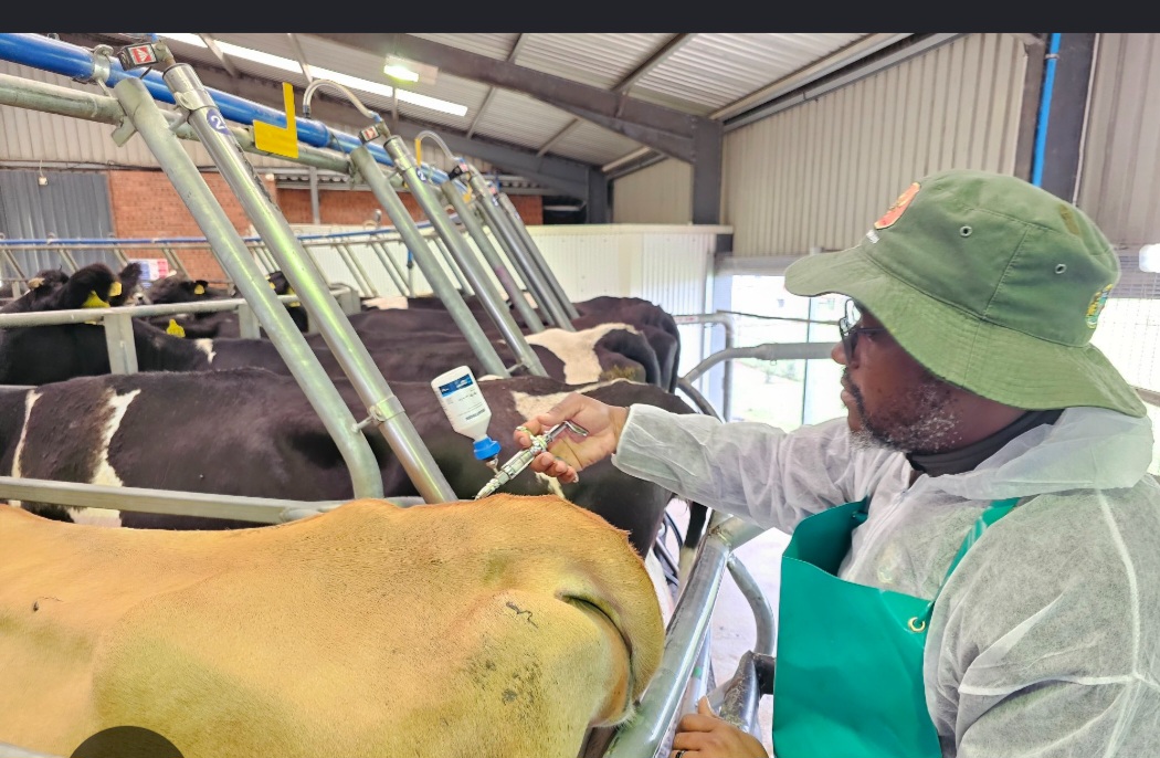 Agriculture: Over 3,000 Livestock Vaccinated to Curtail Lung Disease in Jigawa
