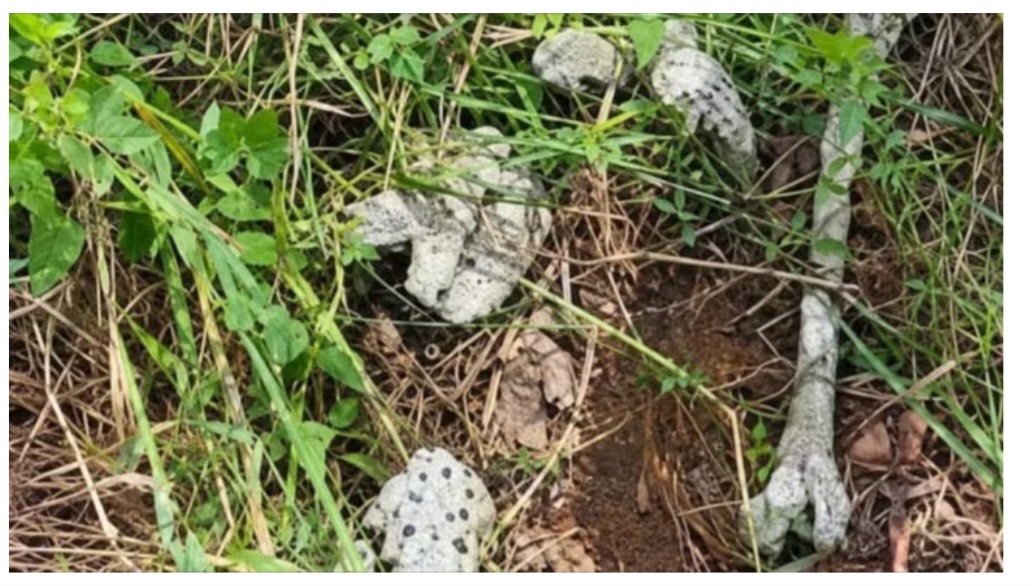 Police Recover 28 Human Skulls, Bones in Abia Kidnappers’ Dens